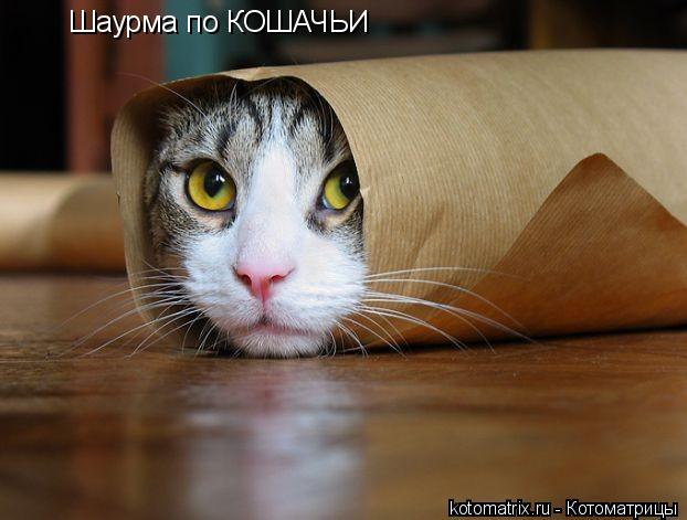 Шаурма по КОШАЧЬИ... Котоматрица: Шаурма по КОШАЧЬИ