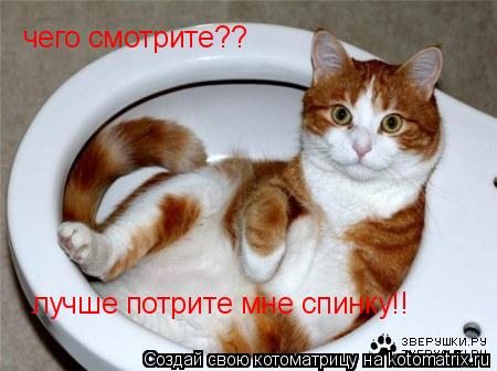 чего смотрите?? лучше потрите мне спинку!!... Котоматрица: чего смотрите?? лучше потрите мне спинку!!