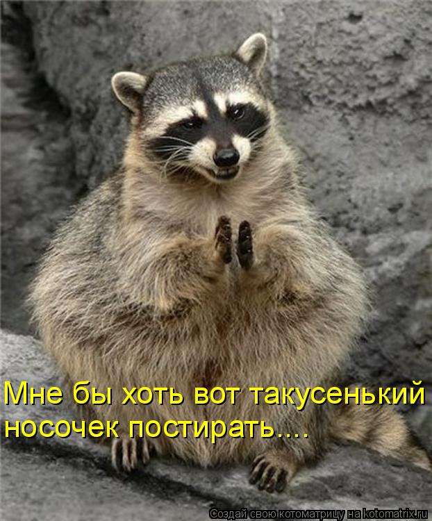 Котоматрица: Мне бы хоть вот такусенький носочек постирать....