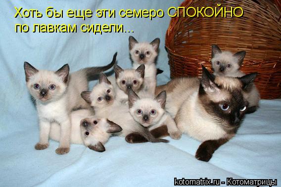 Котоматрица: Хоть бы еще эти семеро СПОКОЙНО  по лавкам сидели...