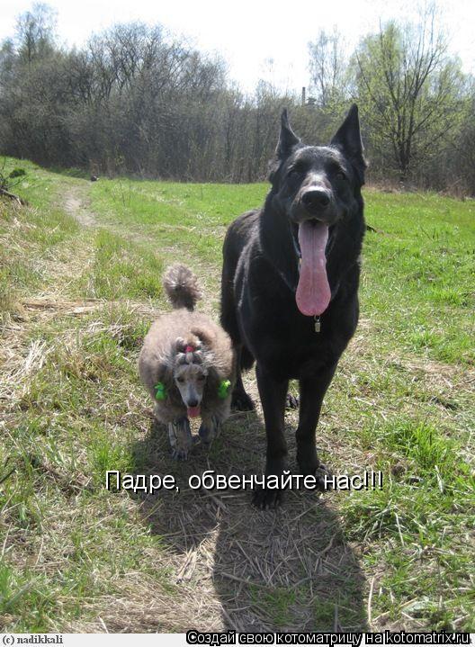 Падре, обвенчайте нас!!!... Котоматрица: Падре, обвенчайте нас!!!