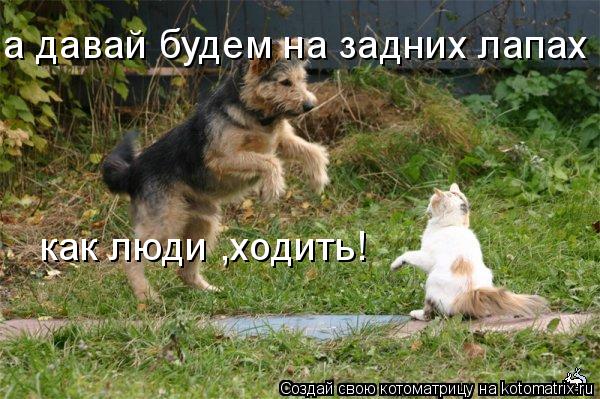 а давай будем на задних лапах , как люди ,ходить!... Котоматрица: а давай будем на задних лапах , как люди ,ходить!