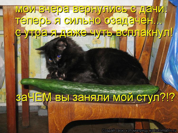 мои вчера вернулись с дачи. теперь я сильно озадачен... с утра я даже чуть всплакнул! заЧЕМ вы заняли... Котоматрица: мои вчера вернулись с дачи. теперь я сильно озадачен... с утра я даже чуть всплакнул! заЧЕМ вы заняли мой стул?!?
