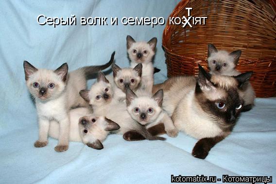 Серый волк и семеро козлят Х т... Котоматрица: Серый волк и семеро козлят Х т