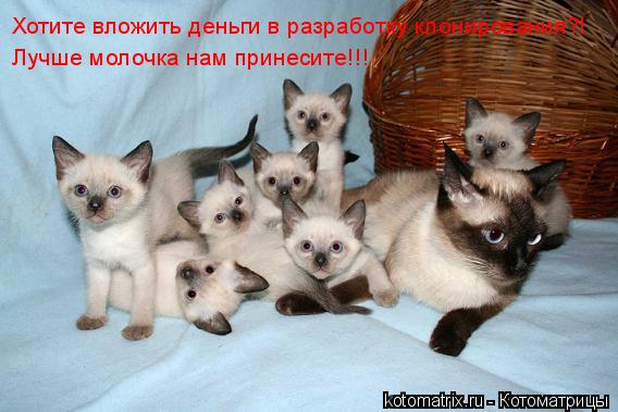 Хотите вложить деньги в разработку клонирования?! Лучше молочка нам принесите!!!... Котоматрица: Хотите вложить деньги в разработку клонирования?! Лучше молочка нам принесите!!!