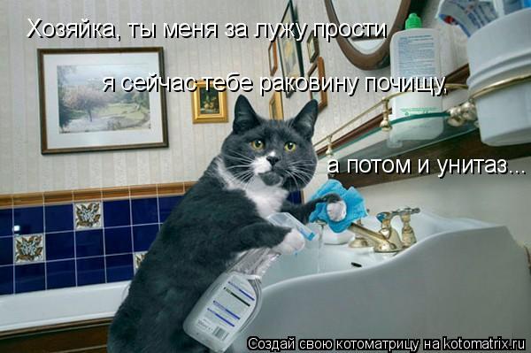 Хозяйка, ты меня за лужу прости я сейчас тебе раковину почищу, а потом и унитаз...... Котоматрица: Хозяйка, ты меня за лужу прости я сейчас тебе раковину почищу, а потом и унитаз...