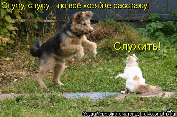 Служить! Служу, служу, - но всё хозяйке расскажу!... Котоматрица: Служить! Служу, служу, - но всё хозяйке расскажу!