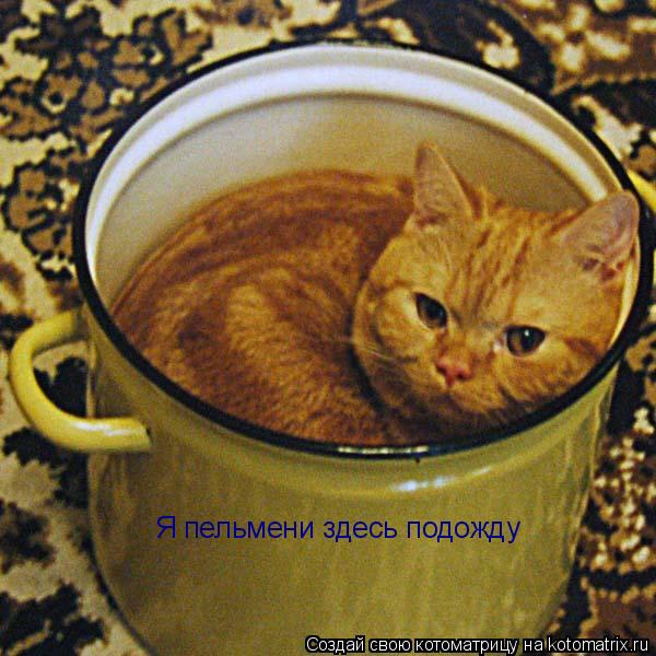 Я пельмени здесь подожду... Котоматрица: Я пельмени здесь подожду