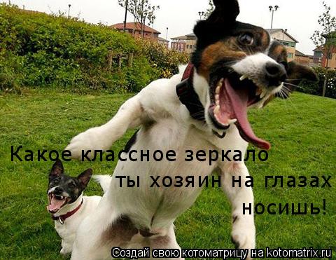 Какое классное зеркало ты хозяин на глазах носишь!... Котоматрица: Какое классное зеркало ты хозяин на глазах носишь!