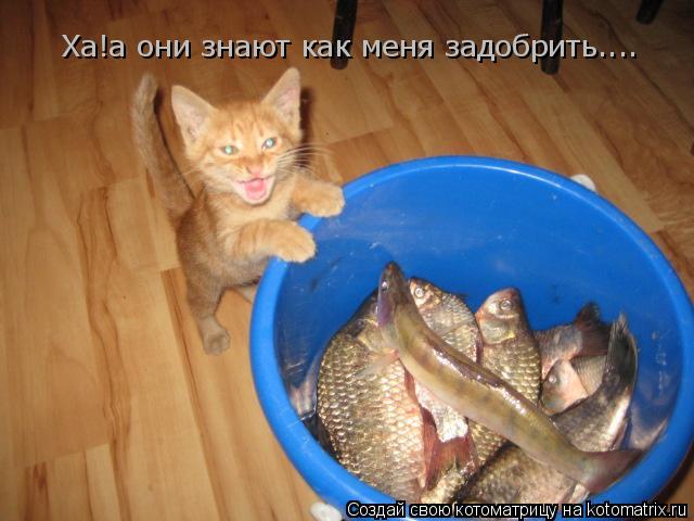 Ха!а они знают как меня задобрить....... Котоматрица: Ха!а они знают как меня задобрить....