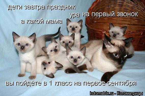 дети завтра праздник а какой мама вы пойдёте в 1 класс на первое сентября на первый звонок ура... Котоматрица: дети завтра праздник а какой мама вы пойдёте в 1 класс на первое сентября на первый звонок ура