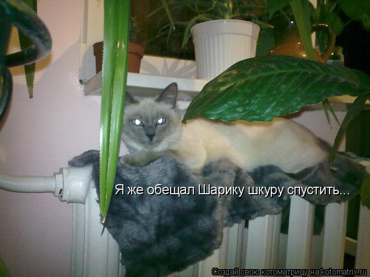 Я же обещал Шарику шкуру спустить...... Котоматрица: Я же обещал Шарику шкуру спустить...