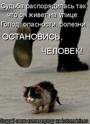 Судьба распорядилась так, что он живет на улице. Голод, опасности, болезни... ОСТАНОВИСЬ, ЧЕЛОВЕК!... Котоматрица: Судьба распорядилась так, что он живет на улице. Голод, опасности, болезни... ОСТАНОВИСЬ, ЧЕЛОВЕК!
