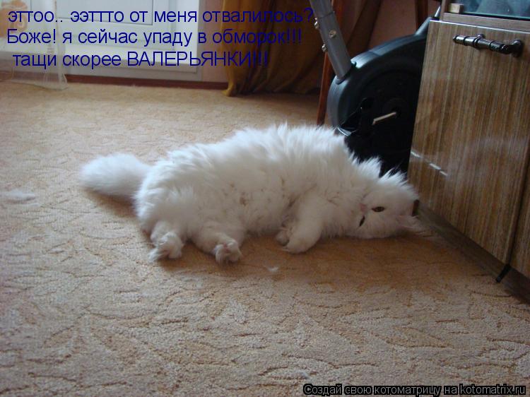 эттоо.. ээттто от меня отвалилось? Боже! я сейчас упаду в обморок!!! тащи скорее ВАЛЕРЬЯНКИ!!!... Котоматрица: эттоо.. ээттто от меня отвалилось? Боже! я сейчас упаду в обморок!!! тащи скорее ВАЛЕРЬЯНКИ!!!