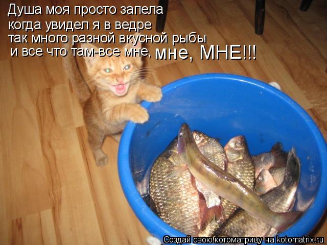 Душа моя просто запела когда увидел я в ведре так много разной вкусной рыбы и все что там-все мне, м... Котоматрица: Душа моя просто запела когда увидел я в ведре так много разной вкусной рыбы и все что там-все мне, мне, МНЕ!!!
