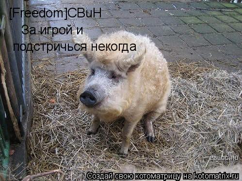 Котоматрица: [Freedom]CBuH За игрой и подстричься некогда