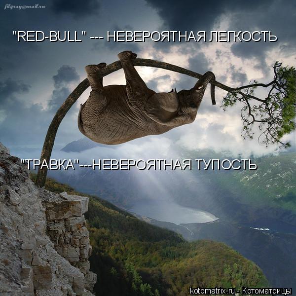 "RED-BULL" --- НЕВЕРОЯТНАЯ ЛЕГКОСТЬ "ТРАВКА"---НЕВЕРОЯТНАЯ ТУПОСТЬ... Котоматрица: "RED-BULL" --- НЕВЕРОЯТНАЯ ЛЕГКОСТЬ "ТРАВКА"---НЕВЕРОЯТНАЯ ТУПОСТЬ