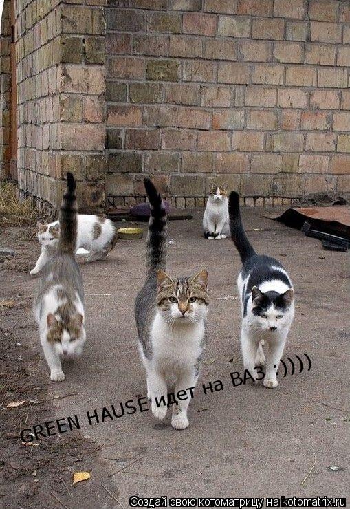 GREEN HAUSE идет на ВАЗ :))))... Котоматрица: GREEN HAUSE идет на ВАЗ :))))