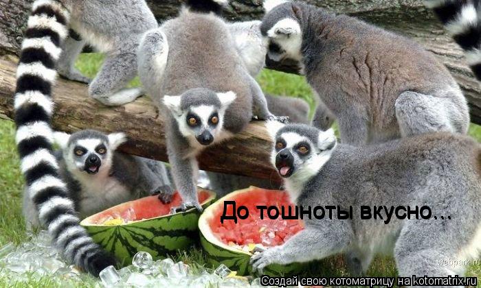 До тошноты вкусно... До тошноты вкусно...... Котоматрица: До тошноты вкусно... До тошноты вкусно...