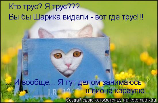 Кто трус? Я трус??? Вы бы Шарика видели - вот где трус!!! шпиона караулю... ... И вообще... Я тут дел... Котоматрица: Кто трус? Я трус??? Вы бы Шарика видели - вот где трус!!! шпиона караулю... ... И вообще... Я тут делом занимаюсь -