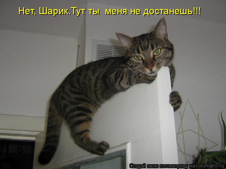 Нет, Шарик.Тут ты меня не достанешь!!!... Котоматрица: Нет, Шарик.Тут ты меня не достанешь!!!