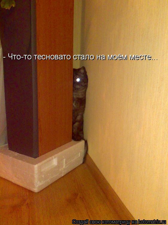 - Что-то тесновато стало на моём месте...... Котоматрица: - Что-то тесновато стало на моём месте...