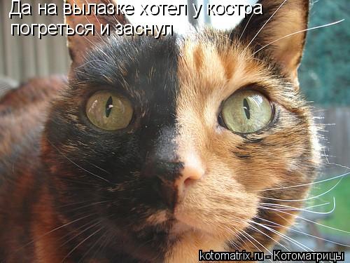 погреться и заснул Да на вылазке хотел у костра... Котоматрица: погреться и заснул Да на вылазке хотел у костра