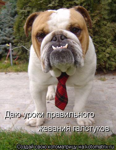 Даю уроки правильного жевания галстуков... Котоматрица: Даю уроки правильного жевания галстуков