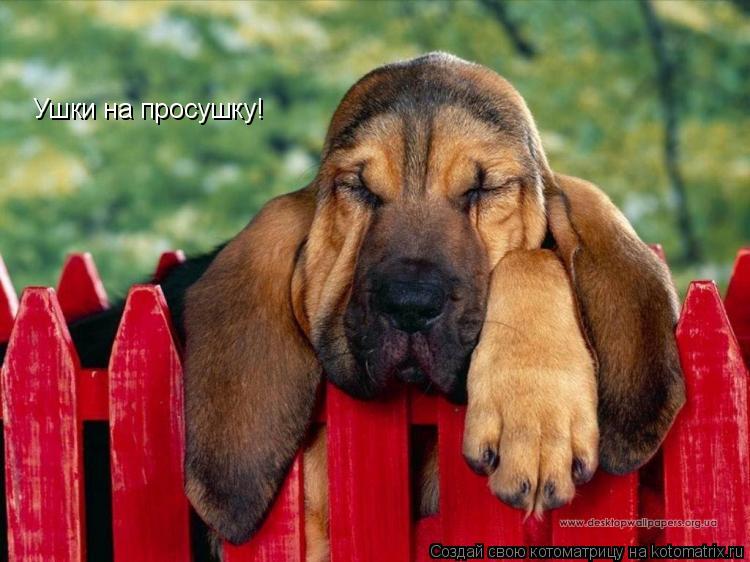 Ушки на просушку!... Котоматрица: Ушки на просушку!
