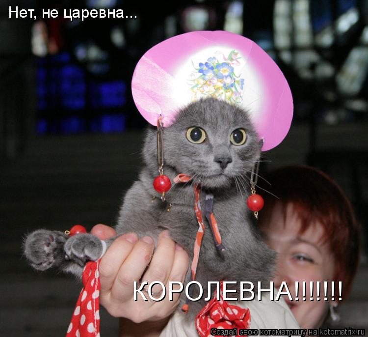 Нет, не царевна... КОРОЛЕВНА!!!!!!!... Котоматрица: Нет, не царевна... КОРОЛЕВНА!!!!!!!
