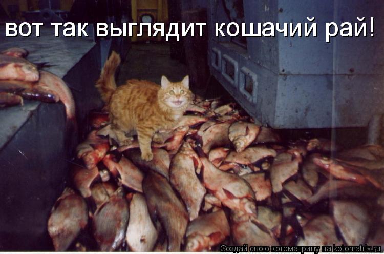 вот так выглядит кошачий рай!... Котоматрица: вот так выглядит кошачий рай!