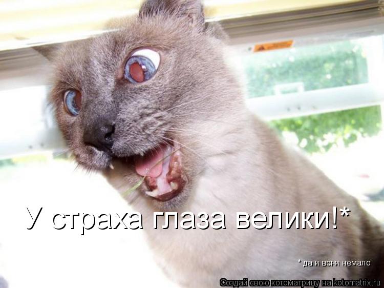У страха глаза велики!* * да и вони немало... Котоматрица: У страха глаза велики!* * да и вони немало