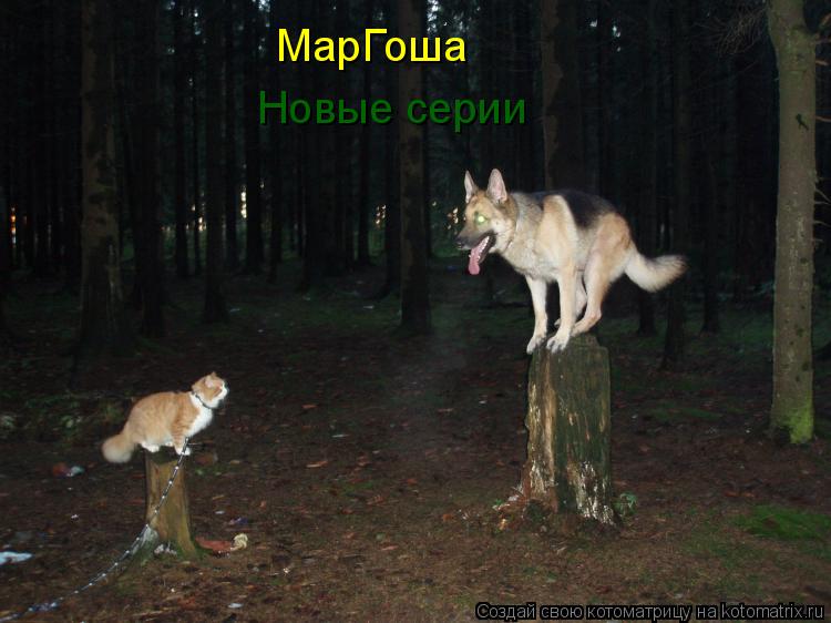 МарГоша Новые серии... Котоматрица: МарГоша Новые серии