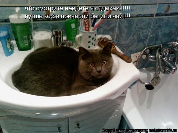 что смотрите невдете я отдыхаю!!!!!! лутше кофе принесли бы или чай!!!!... Котоматрица: что смотрите невдете я отдыхаю!!!!!! лутше кофе принесли бы или чай!!!!