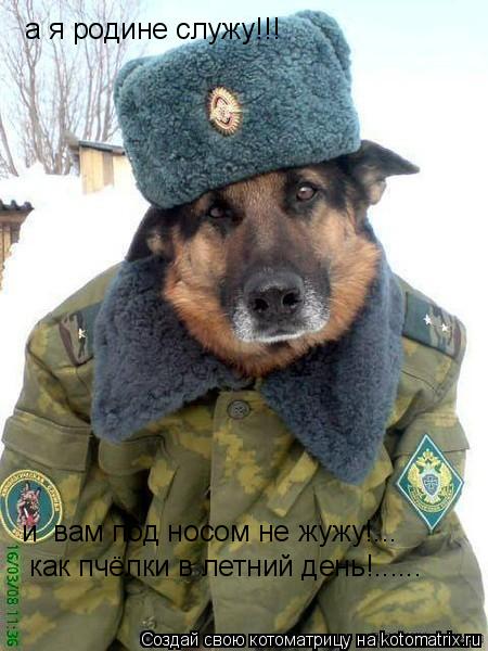 а я родине служу!!! и вам под носом не жужу!... как пчёлки в летний день!......... Котоматрица: а я родине служу!!! и вам под носом не жужу!... как пчёлки в летний день!......