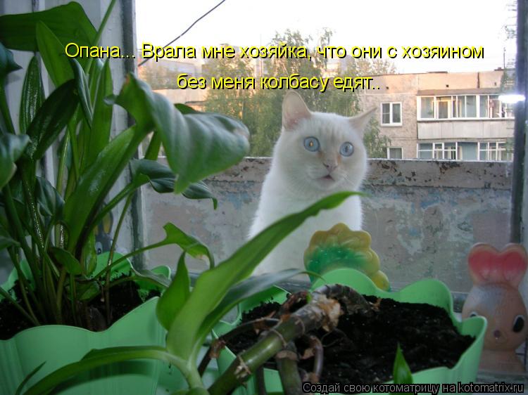 Опана... Врала мне хозяйка, что они с хозяином без меня колбасу едят..... Котоматрица: Опана... Врала мне хозяйка, что они с хозяином без меня колбасу едят..