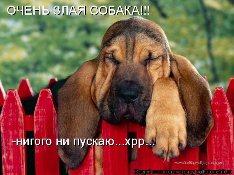 ОЧЕНЬ ЗЛАЯ СОБАКА!!! -нигого ни пускаю...хрр...... Котоматрица: ОЧЕНЬ ЗЛАЯ СОБАКА!!! -нигого ни пускаю...хрр...