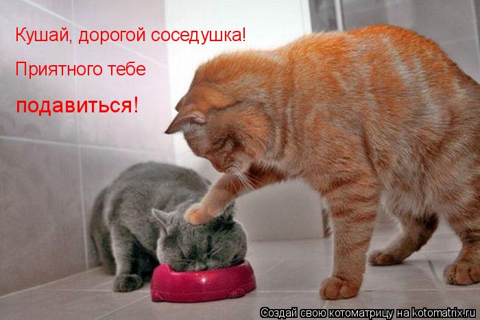 Кушай, дорогой соседушка! Приятного тебе подавиться!... Котоматрица: Кушай, дорогой соседушка! Приятного тебе подавиться!