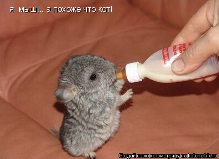 я мыш!.. а похоже что кот!... Котоматрица: я мыш!.. а похоже что кот!