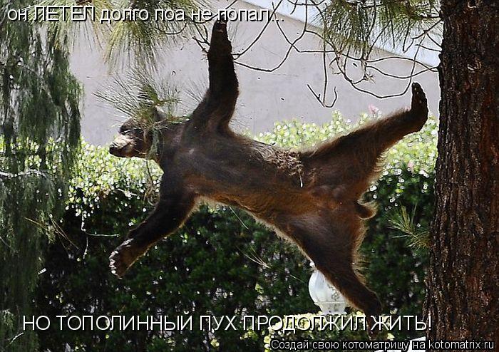 он ЛЕТЕЛ долго поа не попал... НО ТОПОЛИННЫЙ ПУХ ПРОДОЛЖИЛ ЖИТЬ!... Котоматрица: он ЛЕТЕЛ долго поа не попал... НО ТОПОЛИННЫЙ ПУХ ПРОДОЛЖИЛ ЖИТЬ!