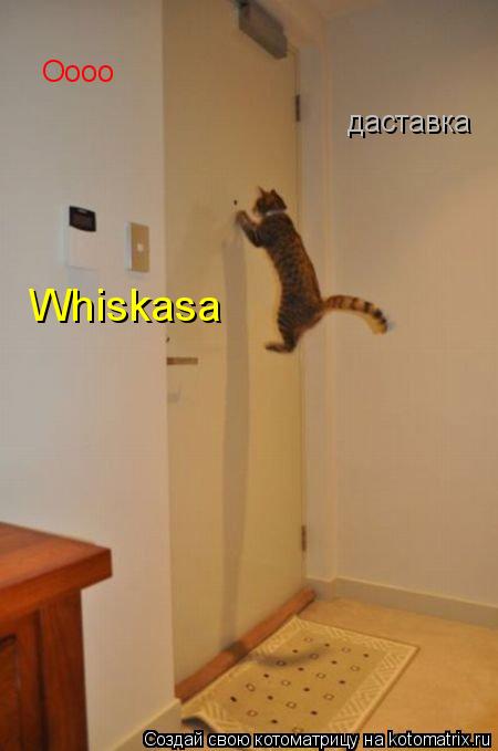Оооо даставка Whiskasa... Котоматрица: Оооо даставка Whiskasa