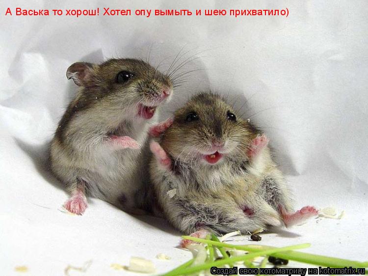 А Васька то хорош! Хотел опу вымыть и шею прихватило)... Котоматрица: А Васька то хорош! Хотел опу вымыть и шею прихватило)