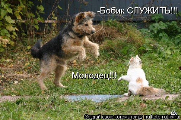 -Бобик СЛУЖИТЬ!!! Молодец!!!... Котоматрица: -Бобик СЛУЖИТЬ!!! Молодец!!!