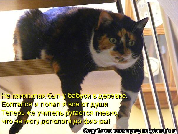 На каникулах был у бабуси в деревне. Болтался и лопал я всё от души. Теперь же учитель ругается гневн... Котоматрица: На каникулах был у бабуси в деревне. Болтался и лопал я всё от души. Теперь же учитель ругается гневно, что не могу доползти до физ-ры!