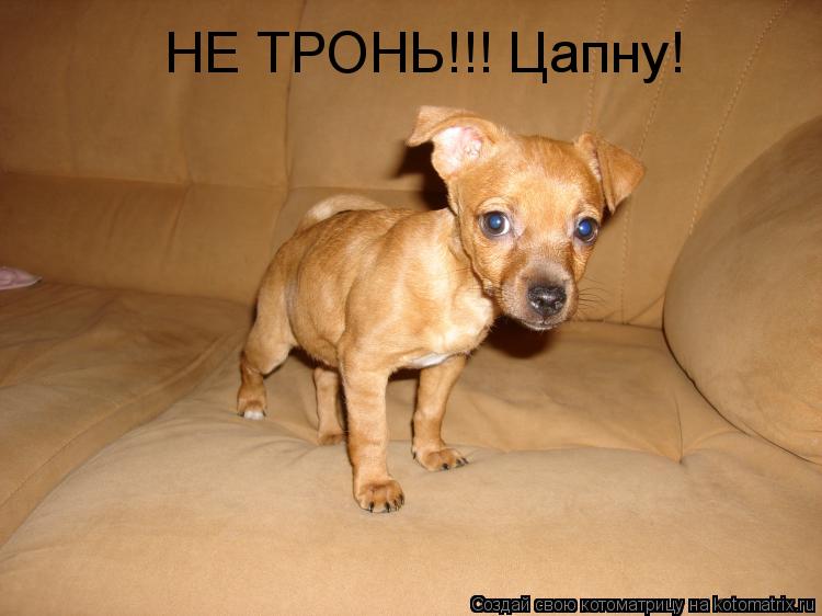 НЕ ТРОНЬ!!! Цапну!... Котоматрица: НЕ ТРОНЬ!!! Цапну!