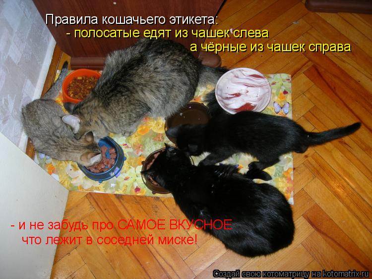 Правила кошачьего этикета: - полосатые едят из чашек слева а чёрные из чашек справа - и не забудь про... Котоматрица: Правила кошачьего этикета: - полосатые едят из чашек слева а чёрные из чашек справа - и не забудь про САМОЕ ВКУСНОЕ что лежит в соседней мис