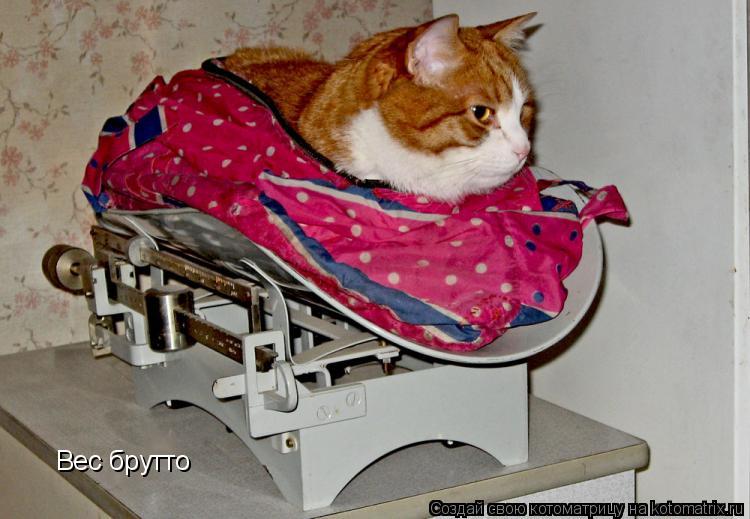 Вес брутто... Котоматрица: Вес брутто