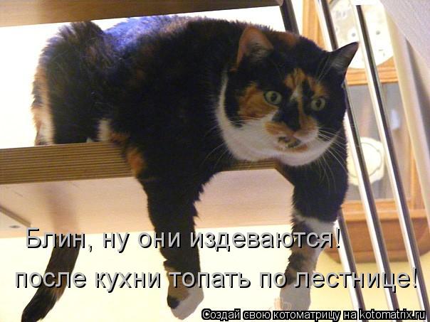 Блин, ну они издеваются! после кухни топать по лестнице!... Котоматрица: Блин, ну они издеваются! после кухни топать по лестнице!