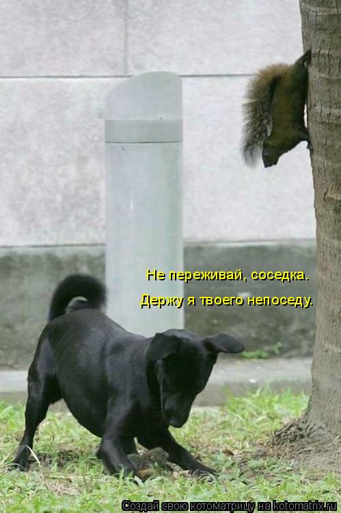 Не переживай, соседка. Держу я твоего непоседу.... Котоматрица: Не переживай, соседка. Держу я твоего непоседу.
