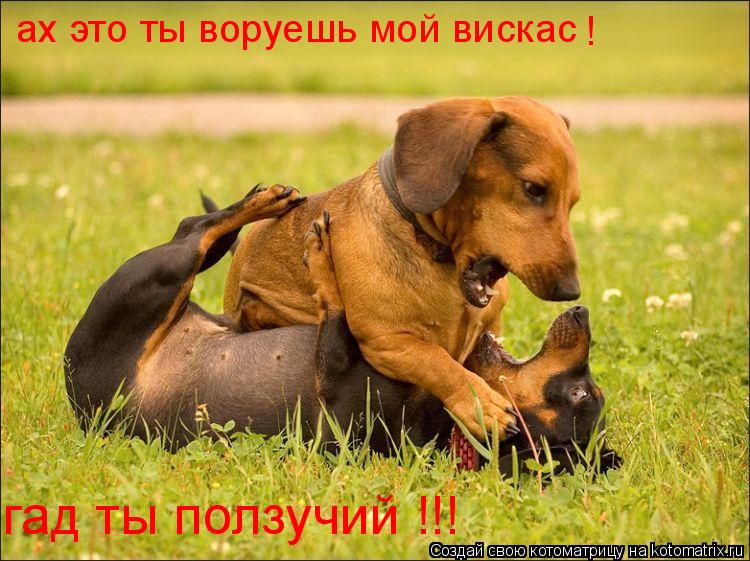 ах это ты воруешь мой вискас ! гад ты ползучий !!!... Котоматрица: ах это ты воруешь мой вискас ! гад ты ползучий !!!
